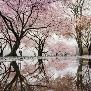pink cherry blossoms Lake reflection springtime picture