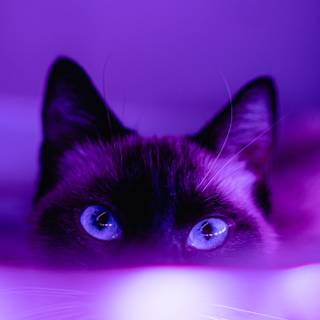 Purple Siamese Cat
