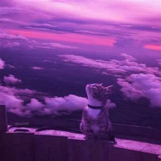 Purple Sunset Tabby Cat