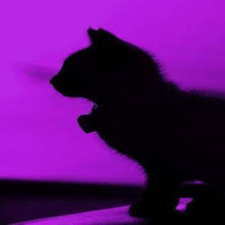 Purple Black Cat Silhouette