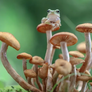 froggy on top of mushroom 