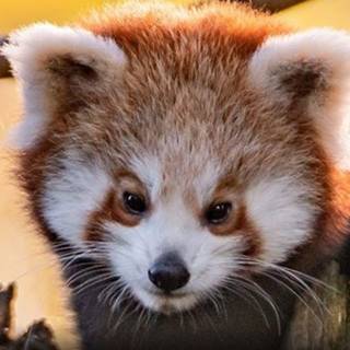 Ccl Wallpapers - Wallpaper Cave