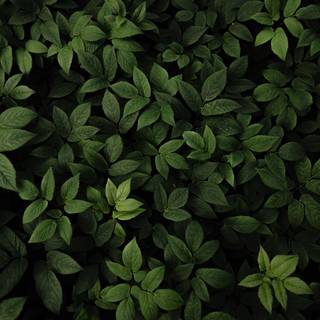 leaves/mint