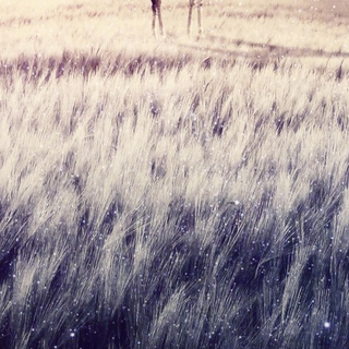 Pacheco Wallpapers - Wallpaper Cave