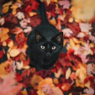 Fall Cat