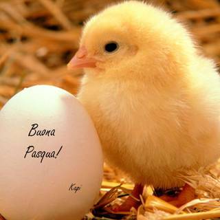 cute baby chick