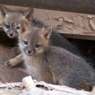 Gray fox cubs