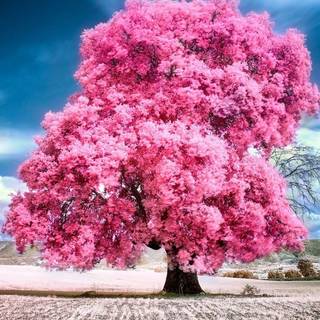 Pretty Cherry Blossom