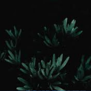 Green Plant Growing In The Dark