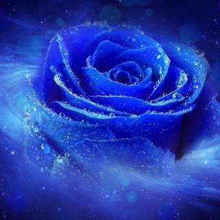 Blue Rose Blending Into Space 