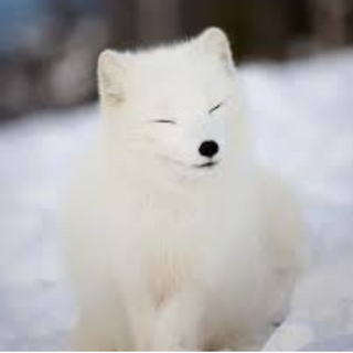 Cutie Arctic Fox