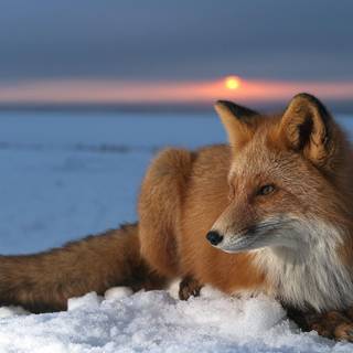 Red Fox In Front Of Sunset