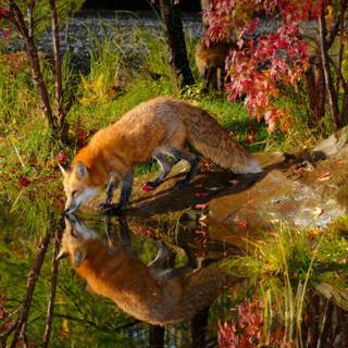Red Fox Drinking Water In Autumn 