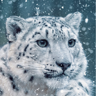 Cute Snow Leopard