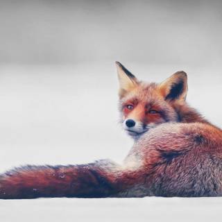 Red Fox On The Snow