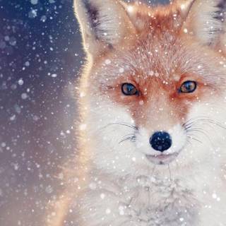 Red Fox Snowing