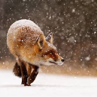 Red Fox and Snow