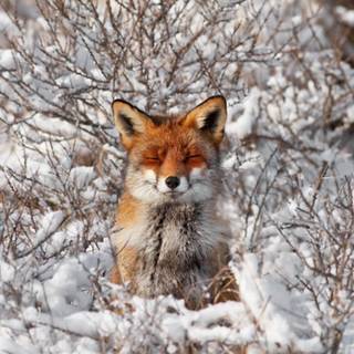 Happiness Red Fox Winter