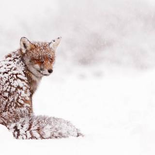 Red Fox Winter and Snow
