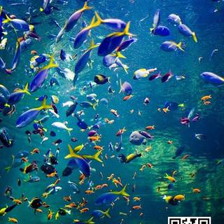 •  Discover the Wonders of the Ocean with Our Live Aquarium Wallpapers  Download the app from this link : https://wallbuzz.app/aquarium