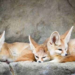 Three fennec foxes