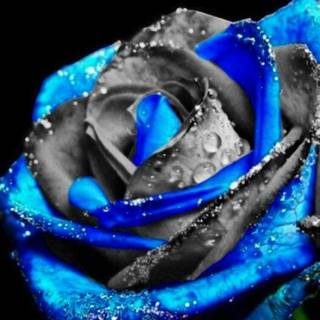 blue and grey rose with dew drops