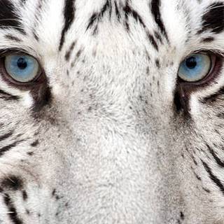 white tiger beautiful blue eyes
