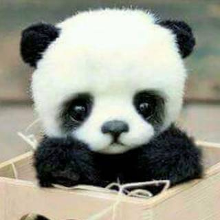 adorable panda