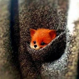 red baby fox