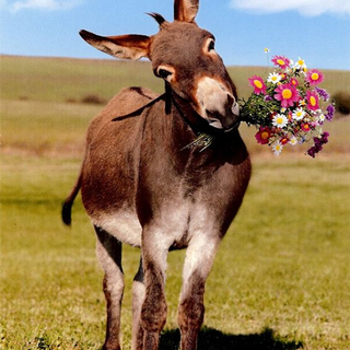 Donkey with flowers
