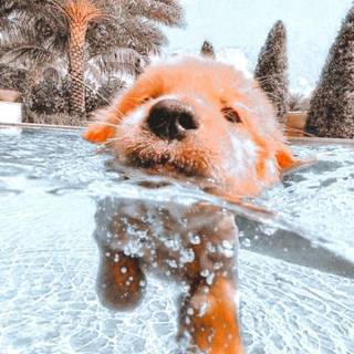 cute swimming puppy