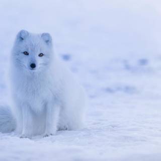 Arctic fox