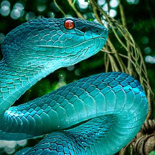 Blue snake