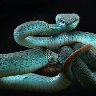 Blue snake