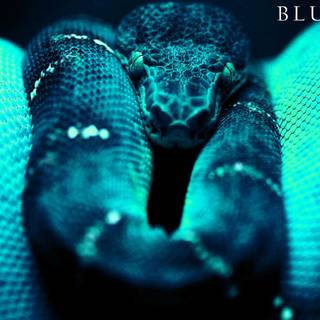 Blue snake