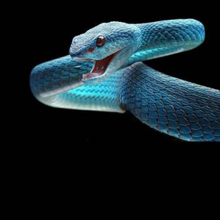 Blue snake