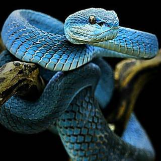 Blue snake