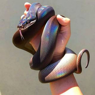 Rainbow snake