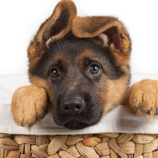 cute german shepherd