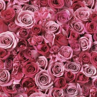 Rose wall