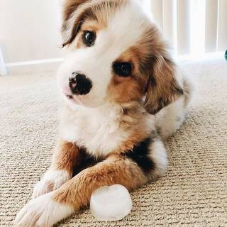 Cute puppy 