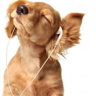 Puppy listening to music