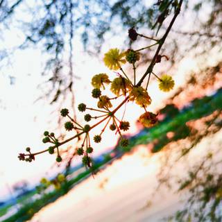 flower,river ,sunset