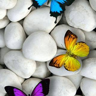 Butterflies on rocks