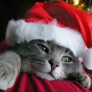 Merry Christmas Kitties