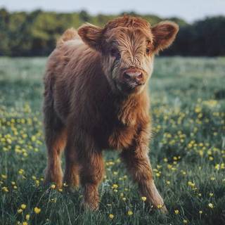 Baby Cow