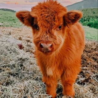 Baby Cow
