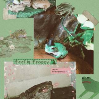 Frogs rule