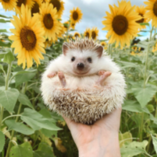 cute animal wallpaper