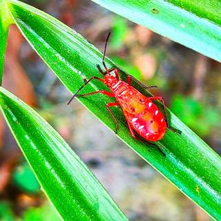 wildphotography,insect,red bittle